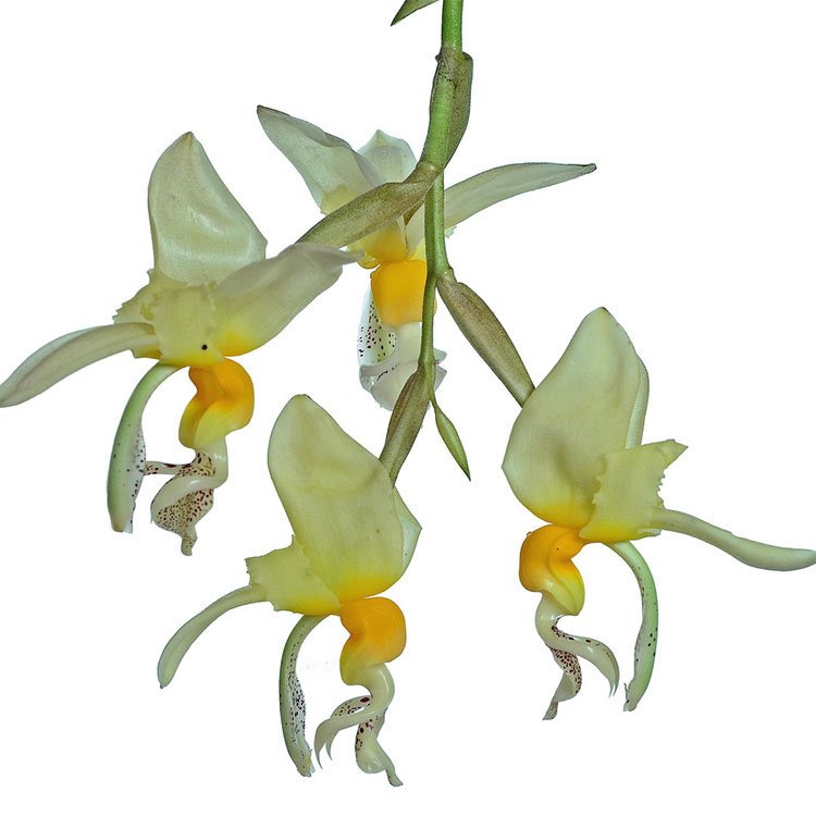 Stanhopea embreei (1044)