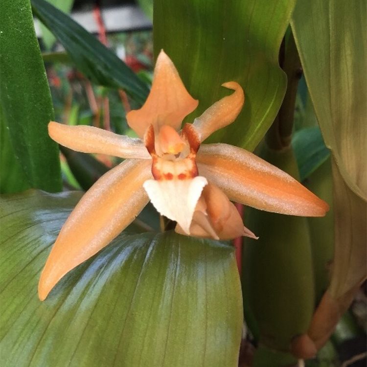 Целогина (Coelogyne speciosa x miniata) (1255)