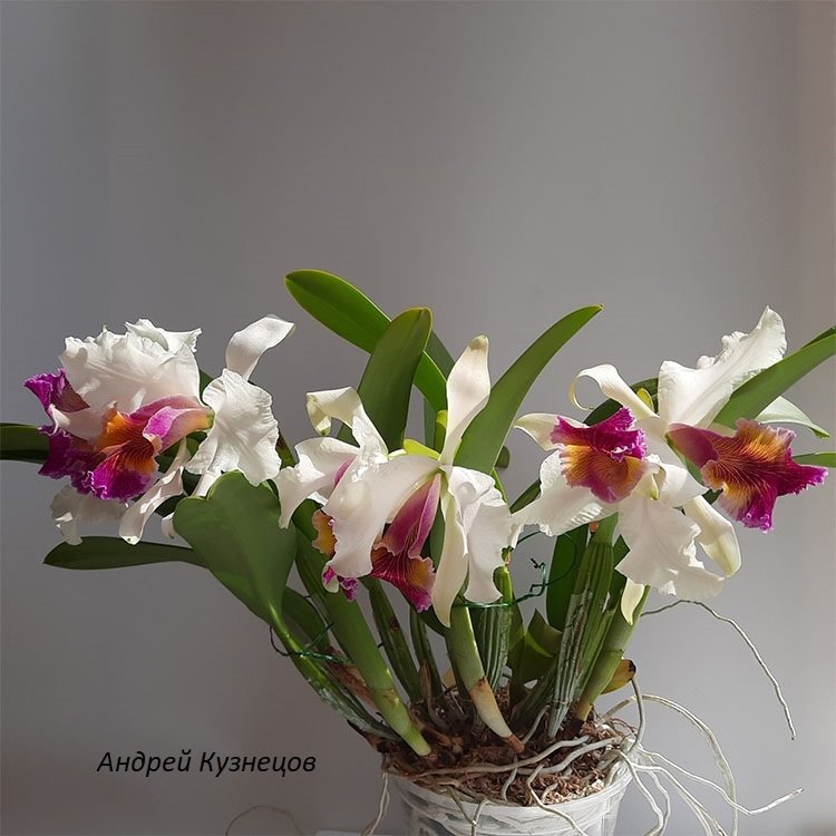 Cattleya Kinestiana (C luedemanniana SA x C dowiana aurea)
