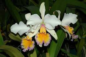 Cattleya Maggie Raphael (C trianae semialba La Rivera x C dowiana)