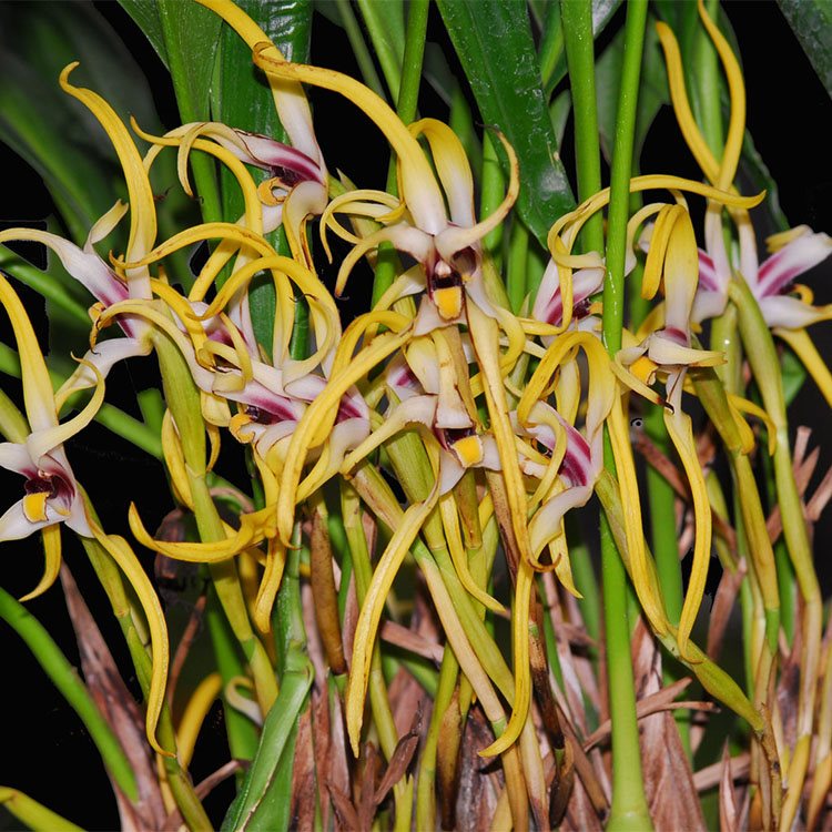 Maxillaria dillonii (А-39)