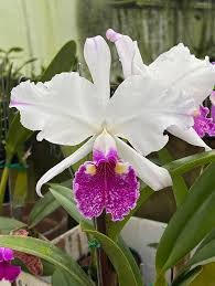 LC Callistoglossa (C purpurata rojo violeta x C warscewiczii semialba)