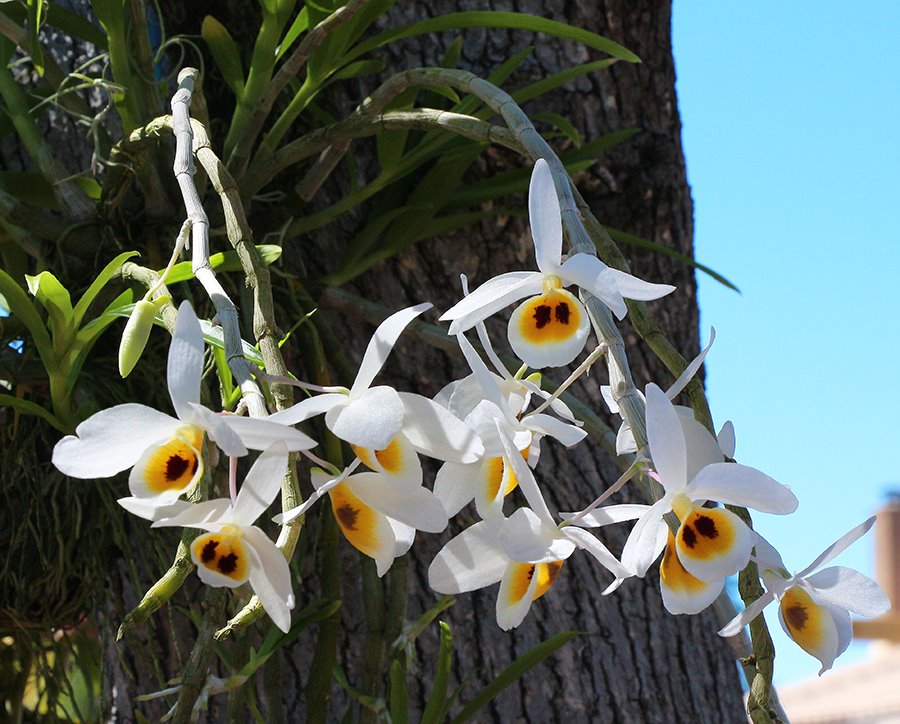 Дендробиум (Dendrobium bensoniae) (1337)