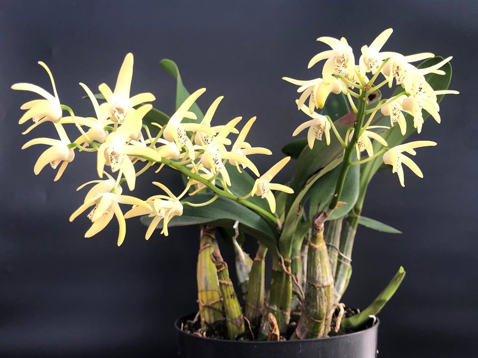 Дендробиум (Dendrobium speciosum)(1331)