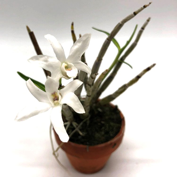 ДЕНДРОБИУМ МОНИЛИФОРМЕ (DENDROBIUM MONILIFORME nankinmaru)(А-35)
