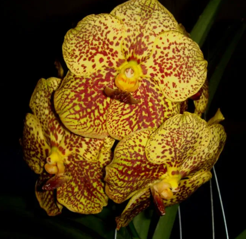 Ванда (V. Varut Leopard x Chao Praya Sapphire, 'Fire Leopard') (1190)