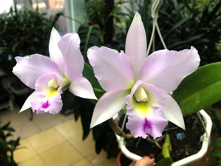 Lelia anceps ´Alba´ x Cattleya walkeriana alba .
