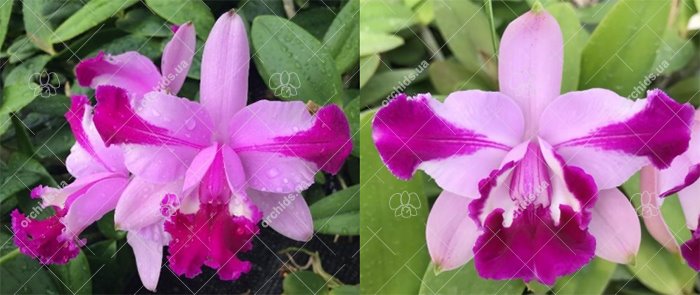 C.intermedia 1818 flamea x intermedia flamea 218 BS