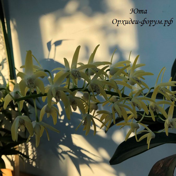 Дендробиум (Dendrobium Dendrobium speciosum )(1327)