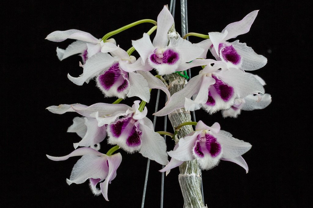 Дендробиум (Dendrobium rhodopterygium f. Semialbum)(1329)
