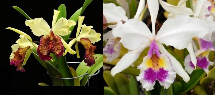 Cattleya X Hardyana (C dowiana aurea x C warscewiczii semialba Katya)