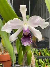 Cattleya Canhamiana (Laeilia purpurata ´Werkhauserii´ x Cattleya mossiae )