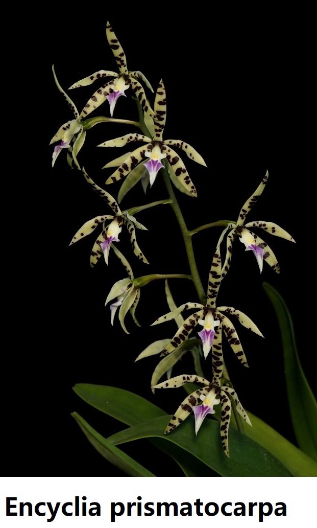 Энциклия (Encyclia prismatocarpa) (1243)