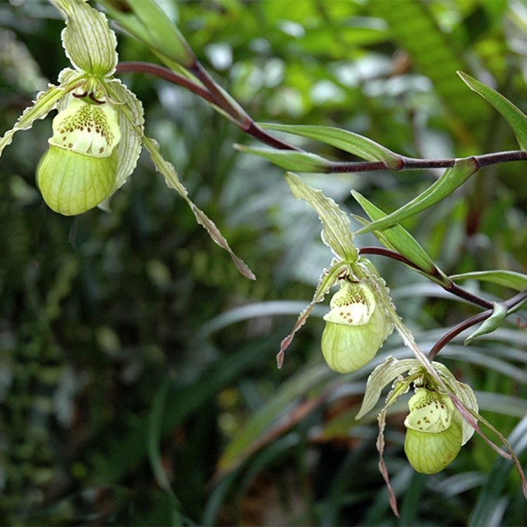 Фрагмипедиум (Phragmipedium pearcei) (А-124)