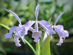 Cattleya  maxima coerulea 'Royal Blue' x self .