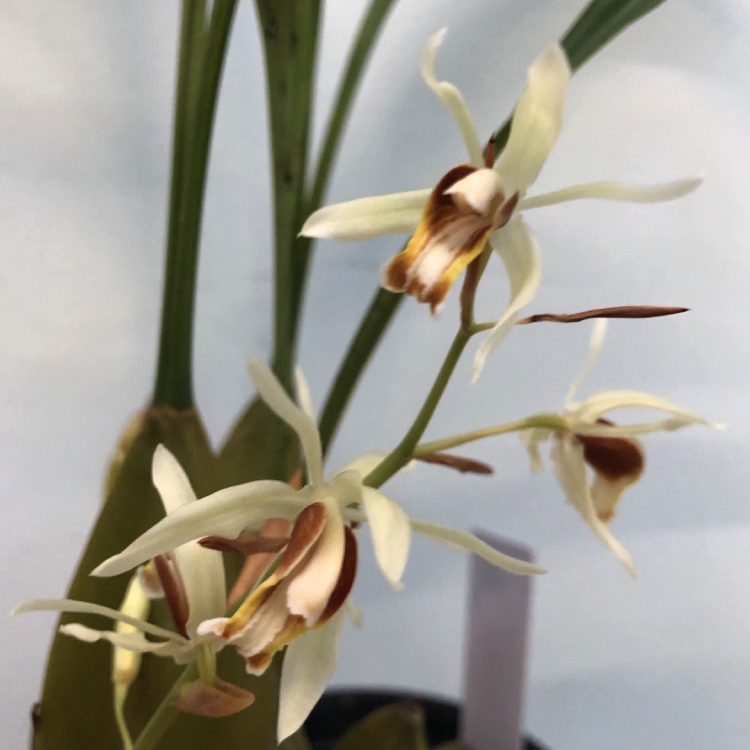 Целогина (Coelogyne trinervis)(А-67)