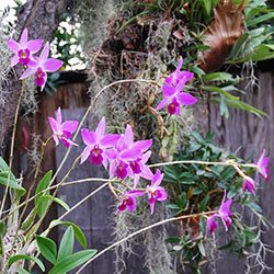 Лаелия (Laelia anceps типовая) (511)