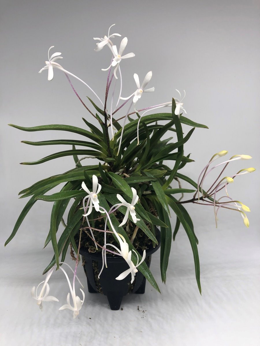 Неофинетия фальката  (Neofinetia falcata Hokage 火影) (А-5)