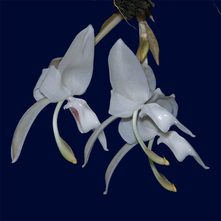 stanhopea candida 1047)