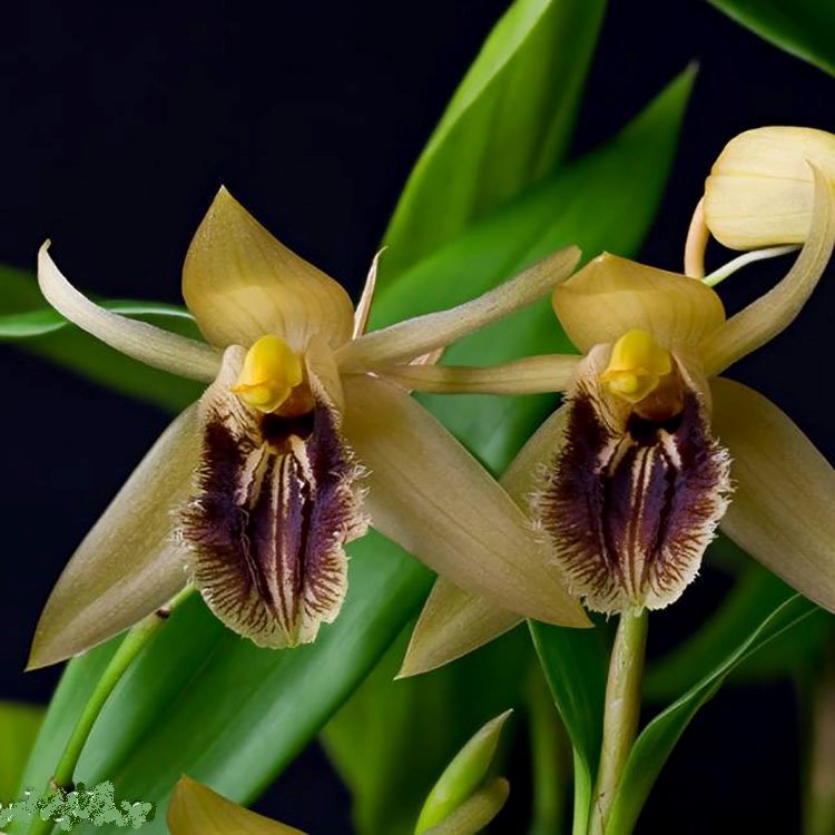 Целогина (Coelogyne fuliginosa) (1352)