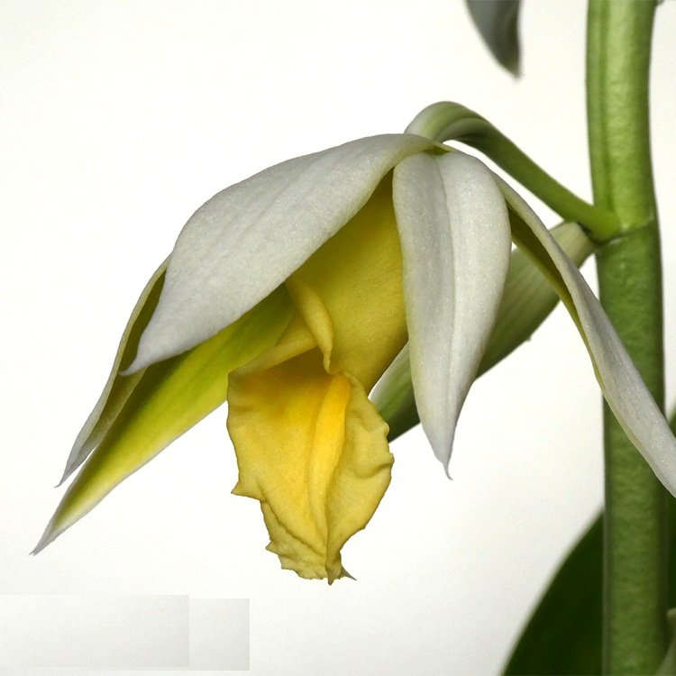 Фаюс Танкервилля (Phaius tankervilleae var. flava)(881)