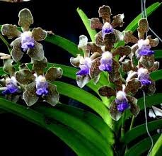 Ванда (V. tessellata x sib sp) (1192)