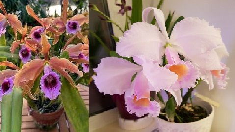 Cattleya schroederae x Cattleya tenebrosa