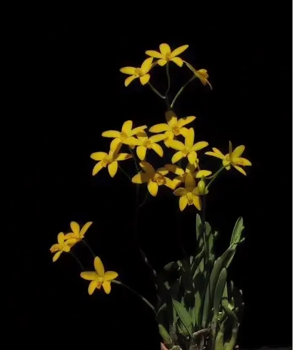 Laelia  briegeri
