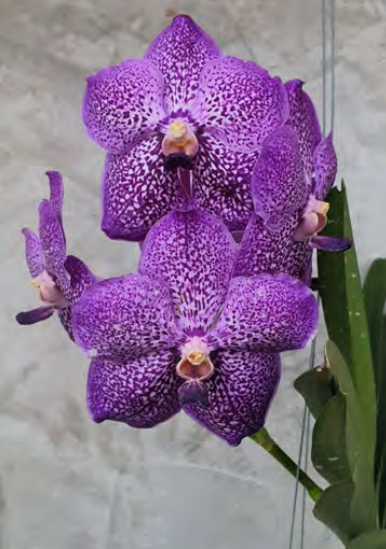 Ванда (V. Pinchai Beauty) (1178)