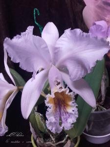 Cattleya Mrs Frederick Knolls (Cattleya X Hardyana x Cattleya mossiae)