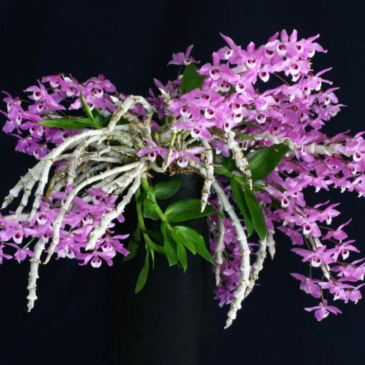 Дендробиум (Dendrobium parishii)(А-210)
