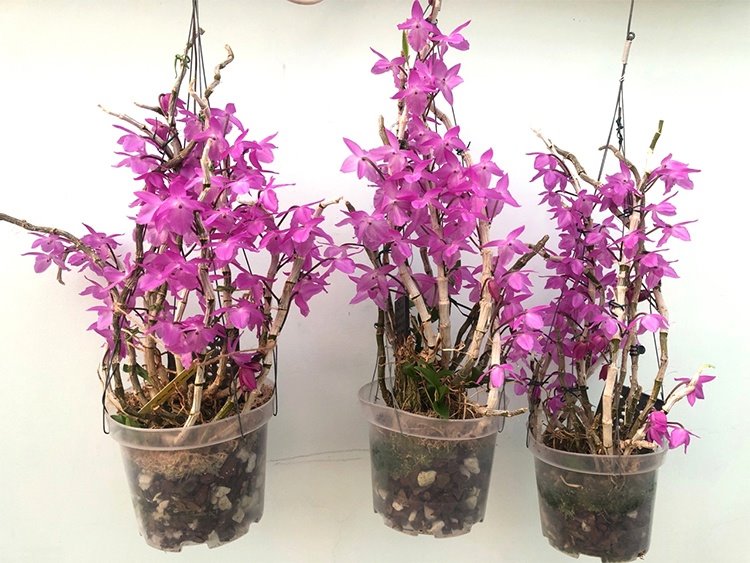 Дендробиум (Dendrobium parishii “no lip”)(1325)