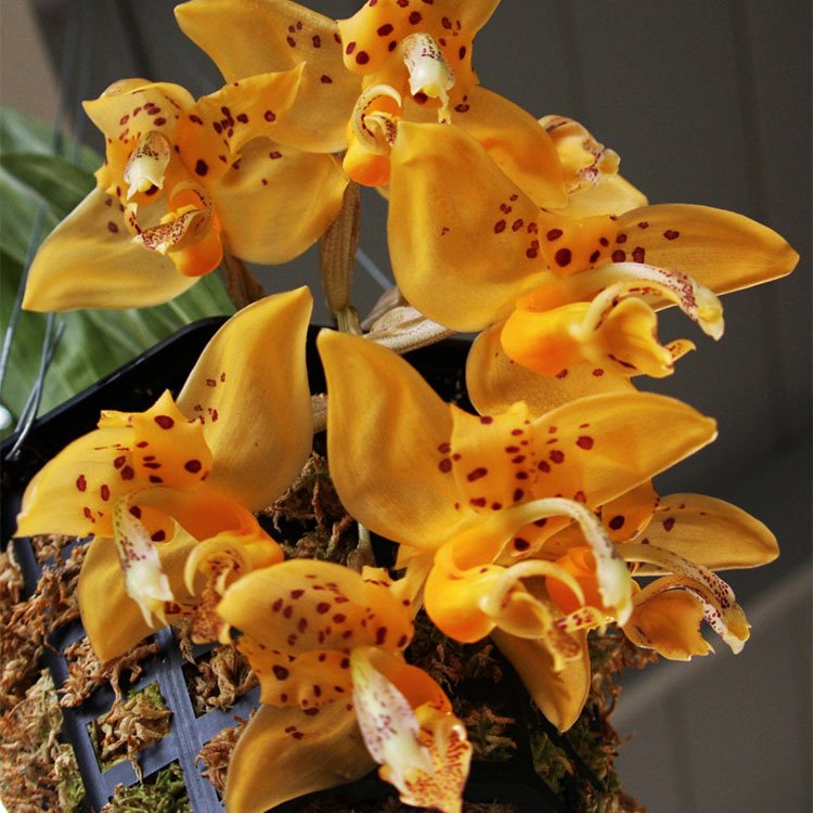 Stanhopea jenischiana (1045)