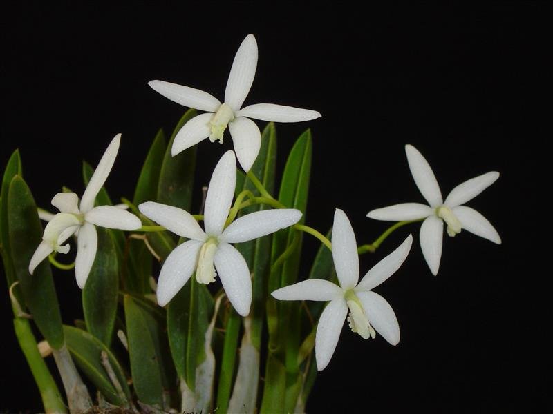 Laelia fournieri