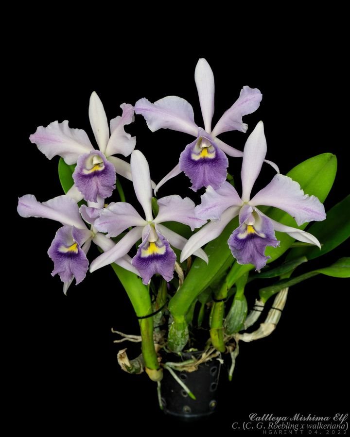 Cattleya Mishima Elf 'Blue Ocean' (C. G. Roebling x walkeriana) .