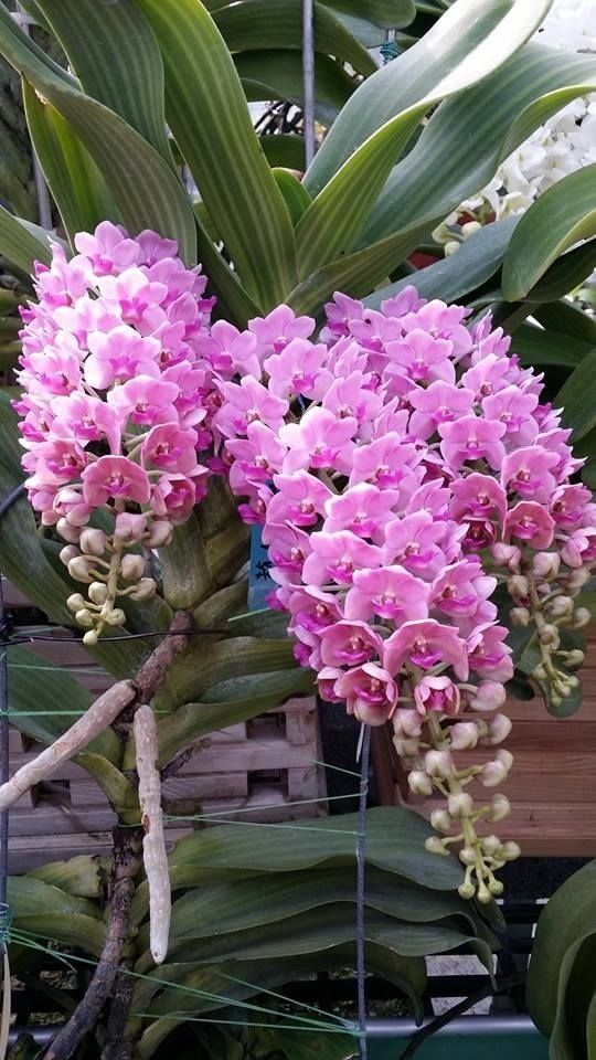 Ринхостилис (Rhynchostylis gigantea, Rose Pink)(1205)