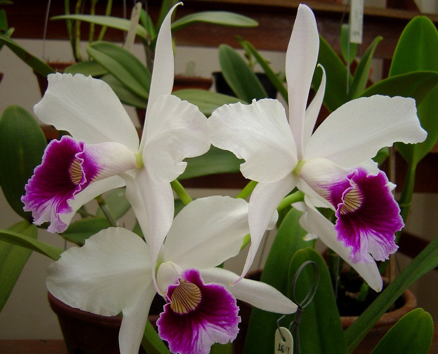 Laelia purpurata var. semi-alba