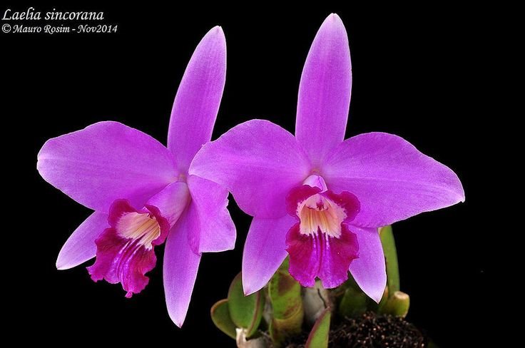 Laelia sincorana