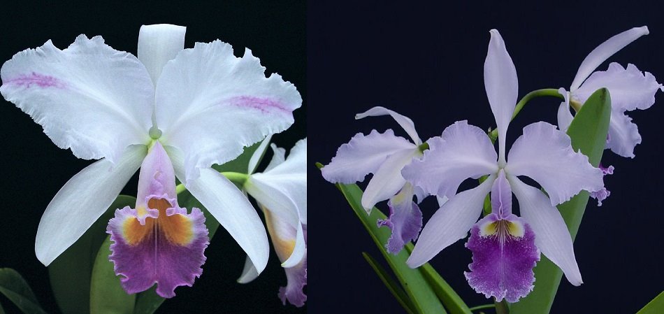 Cattleya Ballentineana (Cattleya trianae coerulea x Cattleya warscewiczii coerulea)