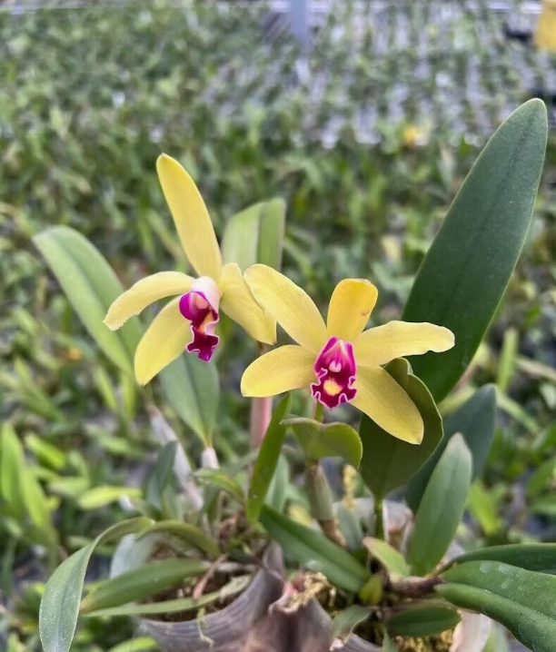 Cattleya Len Zieff