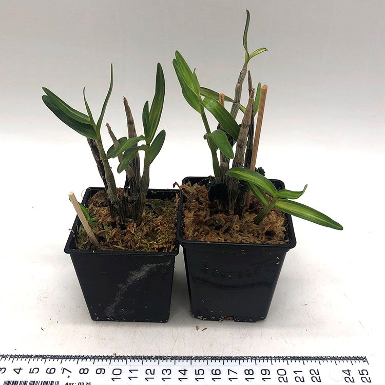 ДЕНДРОБИУМ МОНИЛИФОРМЕ (DENDROBIUM MONILIFORME Kinzan Kongo 金山金剛)(А-41)