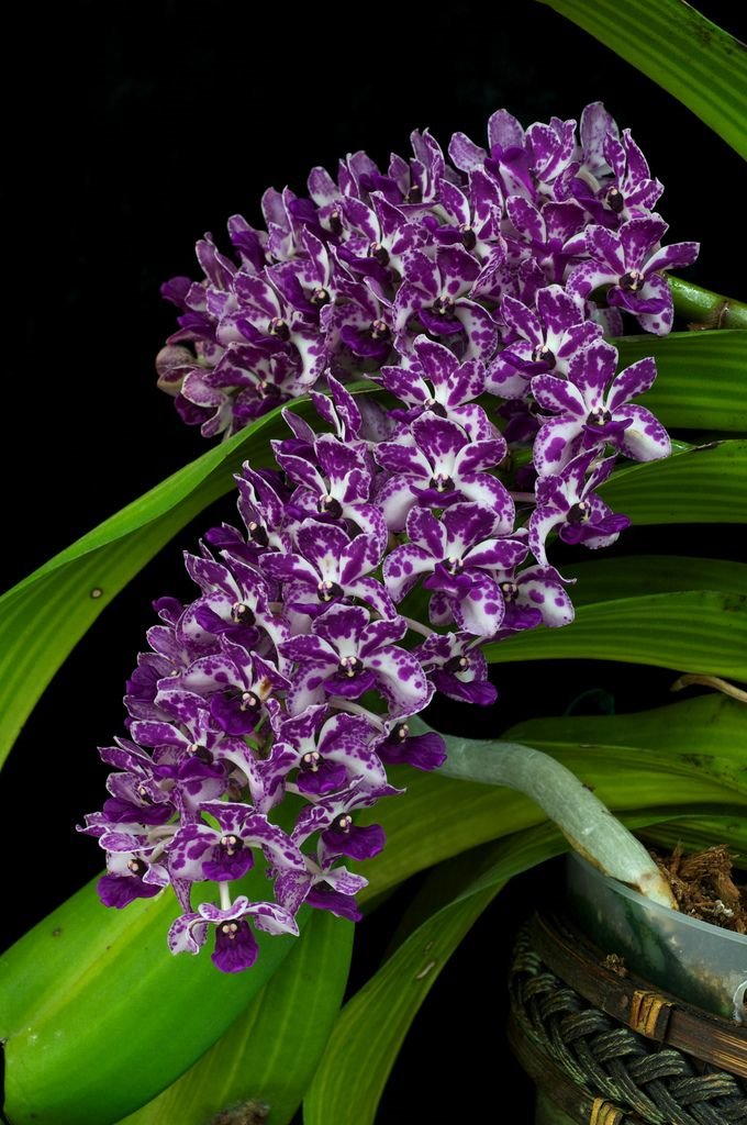 Ринхостилис (Rhynchostylis gigantea, Red-Purple)(1203)