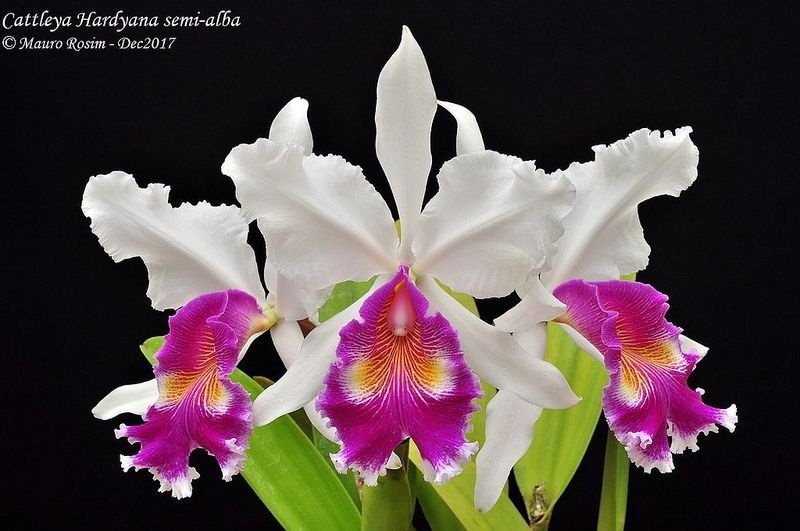 Сattleya x hardyana (C.dowiana aurea x C.warscewiczii SA coerulescens)