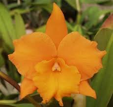 Blc. Hawaiian Discovery 'Fluorescent Orange' HCC/AOS x Blc. Guess What 'SVO' AM/AOS