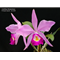 Cattleya eldorado 10182 x C. violacea f. Coerulea .