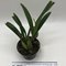 Лаелия (Laelia  anсeps barceriana x rubescens))(514)