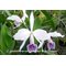 Cattleya gaskeliana coerulea x sib .
