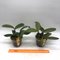 Cattleya schilleriana