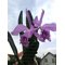 Cattleya mendelii x C mossiae
