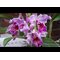 Cattleya Vestalis (Cattleya dowiana x Cattleya maxima)